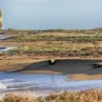 UNO STUDIO DELL’ UNIVERSITA’ SU TORRE VENERI: “Un’ oasi natualistica”, E LA PROCURA ARCHIVIA L’ INCHIESTA SUI PROIETTILI GETTATI IN MARE