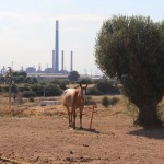 IL 24 A LECCE IL FILM “BUONGIORNO TARANTO”