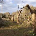 RUBANO LEGNA DALLE CAMPAGNE DISTRUGGENDO ULIVI SECOLARI, ARRESTATI TRE GIOVANI DI COLLEPASSO