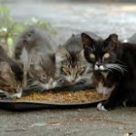 I DETENUTI DI BORGO SAN NICOLA SI PRENDERANNO CURA DEI GATTI RANDAGI BISOGNOSI DI ASSISTENZA