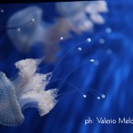 LIBRO: AEDO DELLE MUSE…A CAVALLINO