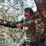 IL SALENTO ALLA PRIMA SETTIMANA DI GUERRA CONTRO L’ ABBATTIMENTO DEGLI ULIVI / Tensione continua