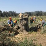 ULTIM’ORA / LE RUSPE DELLA REGIONE PUGLIA IN AZIONE, NONOSTANTE LA STRENUA, PACIFICA, A TRATTI COMMOVENTE OPPOSIZIONE DEI DIMOSTREANTI CHE CERCAVANO DI IMPEDIRE L’INUTILE, DELITTUOSO, DELETERIO ABBATTIMENTO DEI PRIMI ULIVI