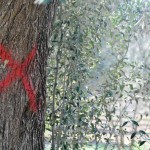 VEGLIE, PREVISTO L’ABBATTIMENTO DI 22 ULIVI, DIFESI DAGLI AMBIENTALISTI SALITI SUI RAMI