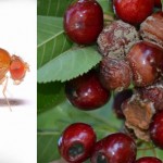 Non solo emergenza xylella. Specie “aliene” invadono i nostri ecosistemi.