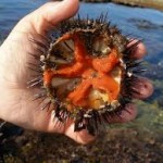 LA GUARDIA COSTIERA CONTRO LA PESCA ABUSIVA DEI RICCI