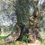 Xylella, ceppo Codiro non contamina la vite. Martina: ora basta con speculazioni contro comparto vivaistico