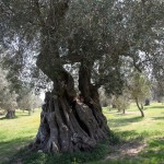 RIUNIONE IN PROVINCIA CON SINDACATI E ASSOCIAZIONI SULL’ EMERGENZA XYLELLA