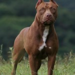 BIMBA DI TRE ANNI MORSA DAL CANE PIT BULL DELLO ZIO, OPERATA AL ‘VITO FAZZI’, RISCHIA DI PERDERE IL PIEDE