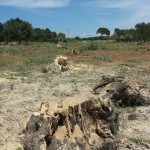 IL FOLLE ABBATTIMENTO DEGLI ULIVI DI TREPUZZI PER FAR POSTO A UNA ROTATORIA / IL PRESIDENTE DELLA PROVINCIA RIVENDICA IL MISFATTO, IL SINDACO INSORGE E OTTIENE IL BLOCCO FINO A DOMANI: ALLA FINE IL BUON SENSO RIUSCIRA’ A PREVALERE?
