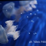 INAUGURAZIONI /  L’ ACQUARIO DEL SALENTO A SANTAMARIA AL BAGNO VENERDI’ 5