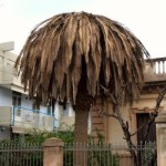 UNA RIUNIONE IN FRANCIA: “Per salvare le palme, mobilitazione contro il monopolio di Syngenta”