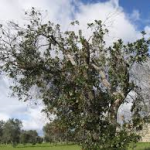 CADE DALL’ ALBERO, MUORE UN ANZIANO DI MATINO