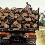 XYLELLA / IL TESTO INTEGRALE DI QUANTO RICHIESTO DAL PRESIDENTE DELLA REGIONE AL COMMISSARIO DELL’ UNIONE EUROPEA / Caro Vytenis, ti scrivo…