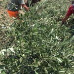 XYLELLA / LE POCHISSIME PAROLE DI GIOVANNI SILLETTI, IL SUO SILENZIO ELOQUENTE E IL RUOLO DELL’ ‘INFORMAZIONE’ REGIONALE DELLA RAI