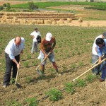 FALSI BRACCIANTI AGRICOLI, NUOVA TRUFFA ALL’ INPS