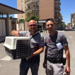SALVATO UN GATTINO RANDAGIO A LECCE