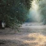 ESCURSIONI / IN BICI A PARCO PADULI DOMENICA 12