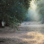 ESCURSIONI / IN BICICLETTA NEL PARCO PADULI A SAN CASSIANO DOMENICA 19