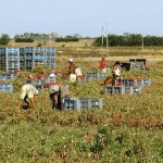 LA GUARDIA DI FINANZA SMASCHERA UNA COOPERATIVA FARLOCCA E DENUNCIA 78 FALSI BRACCIANTI AGRICOLI CHE HANNO FRODATO L’ INPS