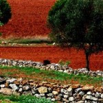 LA ‘TRISTEZZA’ DEGLI AGRUMI, L’ ALTRA EMERGENZA, DIMENTICATA, DEL SALENTO, DOPO LA XYLELLA DEGLI ULIVI. MA CI SONO ELEMENTI CHE LE UNISCONO. VI SPIEGHIAMO PERCHE’, CON NOMI E COGNOMI