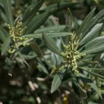 XYLELLA / LA TAVOLA ROTONDA DI CORIGLIANO / SALVIAMO GLI ULIVI CON SPERIMENTAZIONE E RICERCA