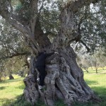 XYLELLA, RUSPE A TORCHIAROLO: PROTESTANO GLI AGRICOLTORI