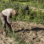 PROVERBIO SALENTINO DI OGGI MERCOLEDI’ 14 SETTEMBRE