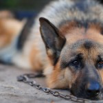 CANI SENZA CATENE NELLE PROPRIETA’ PRIVATE, UN’ ORDINANZA DELL’ ASSESSORE DEL COMUNE DI LECCE