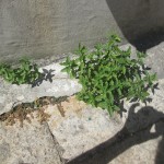 GRAZIE DELLA FOTO