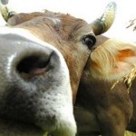 MUCCA PAZZA, PERMANE IL MISTERO SUI DUE DECESSI
