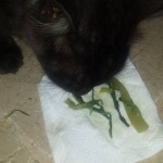 REGIMI ALIMENTARI