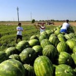 CONTRO IL CAPORALATO VERIFICHE NELLE AZIENDE AGRICOLE