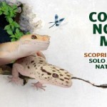 I 5 STELLE IN DIFESA DEL MUSEO DI STORIA NATURALE DI CALIMERA
