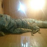 Deteneva 2 iguane e una volpe, denunciato.