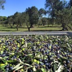 LA STORIA / “Mio nonno mi portava in campagna con il suo motorino…” / QUEST’ ANNO NEL SALENTO LE OLIVE SONO DI QUALITA’ ECCEZIONALE…