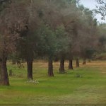 XYLELLA: IL RAGGIRO PORTA LA FIRMA DELLO STATO