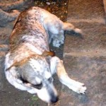 I NOSTRI AMICI ANIMALI / LE STORIE DI FEDERICA