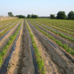 BARBATELLE, L’ UNIONE EUROPEA SCOPRE L’ ACQUA CALDA