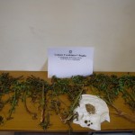 I CONTROLLI DEI CARABINIERI NELLA ZONA DI TRICASE