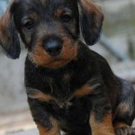 I NOSTRI AMICI ANIMALI / LE STORIE DI FEDERICA