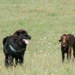I NOSTRI AMICI ANIMALI / LE STORIE DI FEDERICA