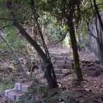 IL WWF PER LA GIORNATA DEGLI ALBERI