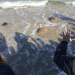 I NOSTRI AMICI ANIMALI / LE STORIE DI FEDERICA