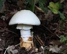 FUNGHI VELENOSI, DUE CASI NEL SALENTO