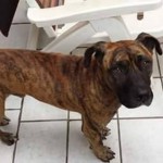 I NOSTRI AMICI ANIMALI / LE STORIE DI FEDERICA