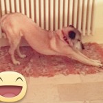 I NOSTRI AMICI ANIMALI / LE STORIE DI FEDERICA