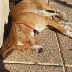 I NOSTRI AMICI ANIMALI / LE STORIE DI FEDERICA