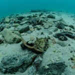 PER LA TUTELA DEL RELITTO DI PORTO CESAREO