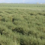 ULTIM’ORA / XYLELLA / SERGIO BLASI APPOGGIATO SOLAMENTE DAL M5S, TUTTI GLI ALTRI, COMPRESI QUELLI DEL SUO PARTITO, VOTANO CONTRO LA SUA PROPOSTA DI VINCOLARE  LE AREE DEGLI ULIVI ABBATTUTI / SI RINGRAZIA LA REGIONE PUGLIA PER AVERCI FORNITO GLI SPECULATORI